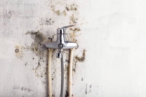 Best Toxic Mold Removal  in Faxon, PA