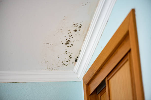 Best Mold Testing  in Faxon, PA