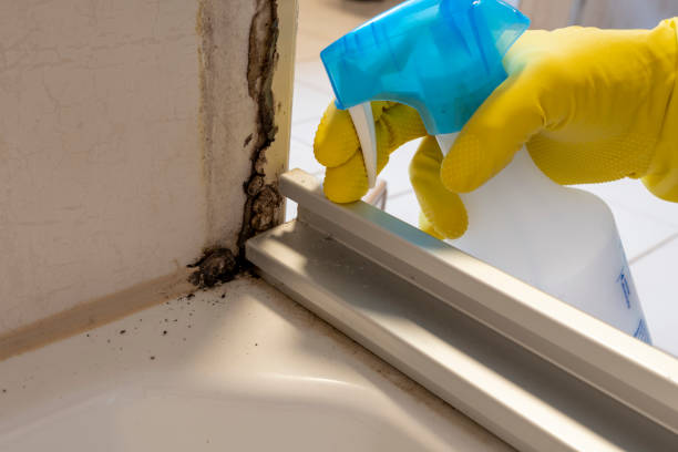 Best Affordable Mold Removal  in Faxon, PA