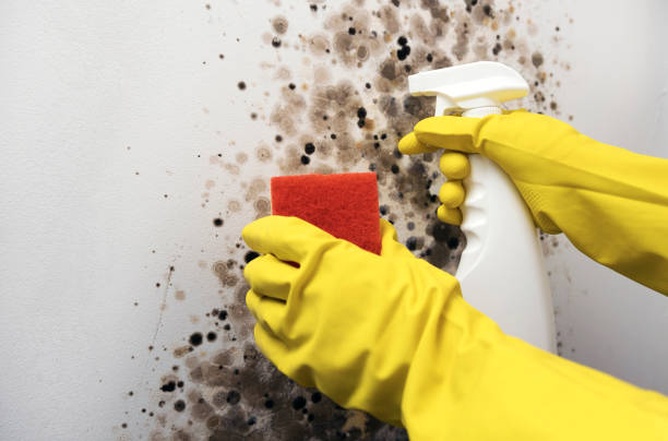Best Toxic Mold Removal  in Faxon, PA