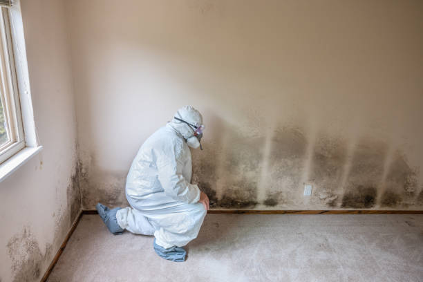 Best Attic Mold Removal  in Faxon, PA