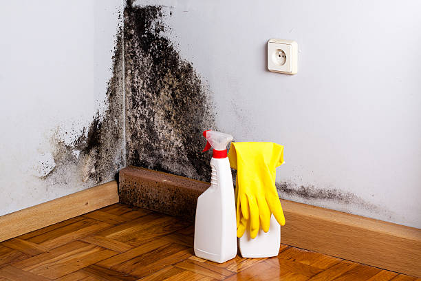 Best Certified Mold Removal  in Faxon, PA