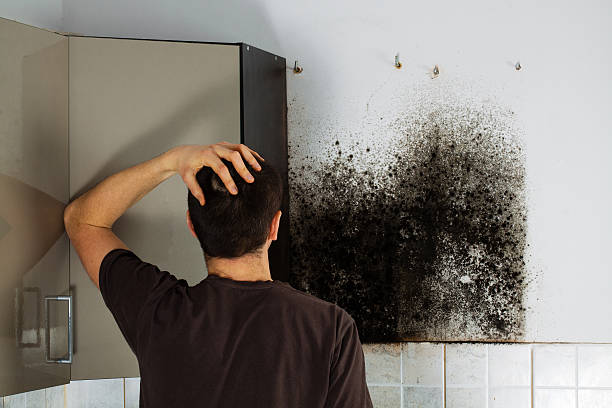 Best Local Mold Removal Service  in Faxon, PA