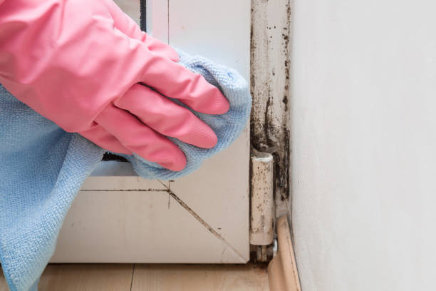 Best Emergency Mold Removal  in Faxon, PA