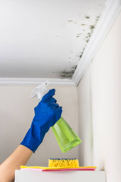 Best Certified Mold Removal  in Faxon, PA