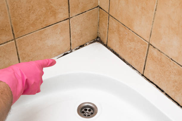 Best Same-Day Mold Removal  in Faxon, PA