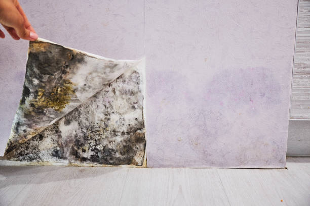 Best Home Mold Removal  in Faxon, PA